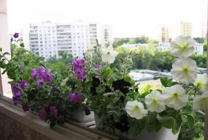 Какие цветы посадить на балконе на южной или северной стороне Цветы на балконе идеи